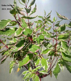 Cornus alba 'Elegantissima' 80cm kmienok